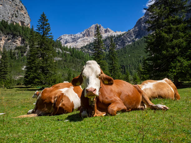 istock Cow grazing in the dolomites 1415879877