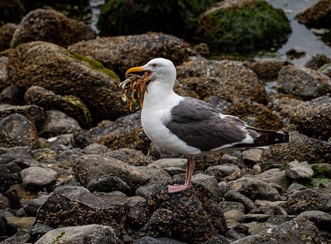 The seagull is standing with a freshly caught crab in its beak. It is standing on a very rocky shore line of a river. The seagull is white with grey wings and a yellow beak