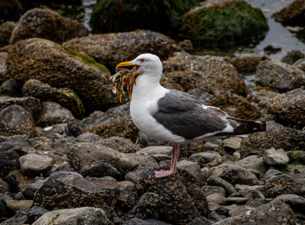 Seagull standing with crab stock photo