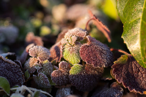 istock leaves with frost 1415881075