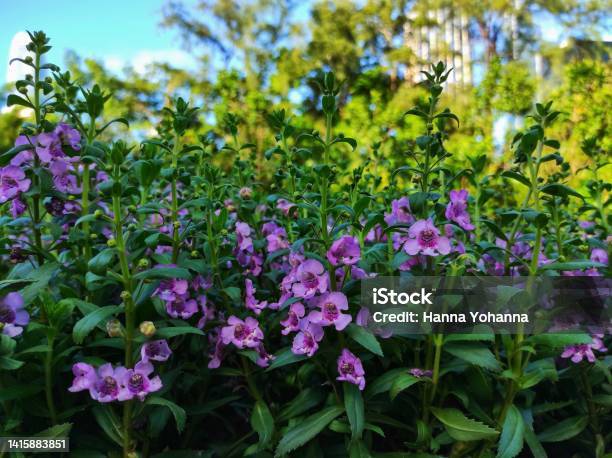 Angelonia Stock Photo - Download Image Now - Agricultural Field, Angelonia, Autumn