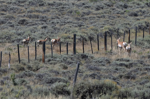 Young Antelope or Pronghorn twins with mother nearby but not with herd in Colorado western USA.