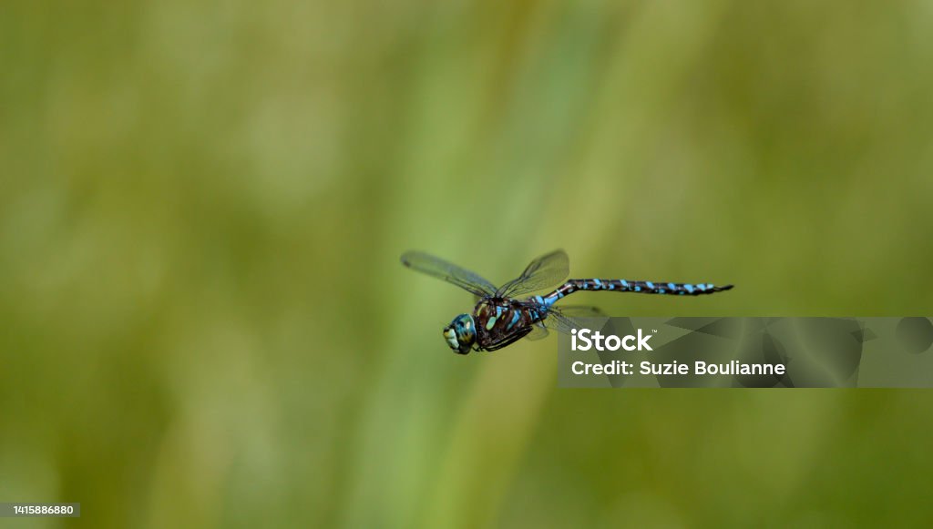 Dragonfly Dragonfly in flight Animal Stock Photo