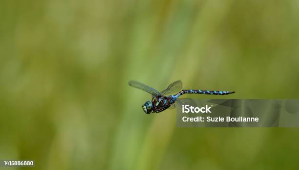 Dragonfly Stock Photo - Download Image Now - Animal, Animal Body Part, Animal Hair