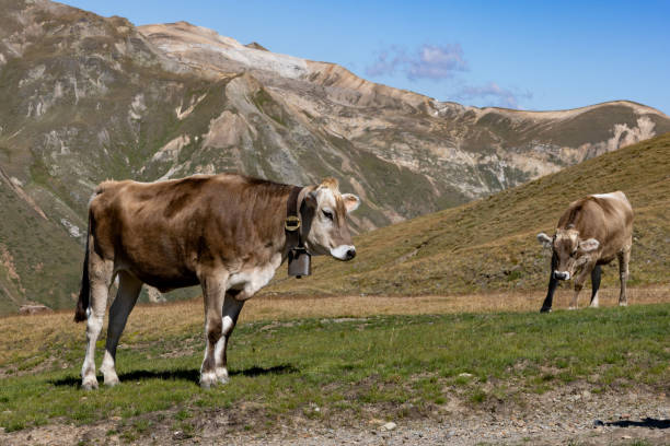 istock Cow in a mountain who is eating 1415889096