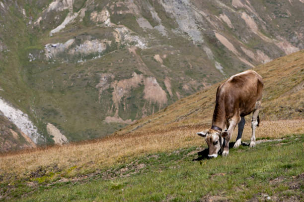 Cows who are eating in a mountain