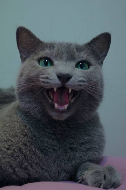 The crying russian blue cat