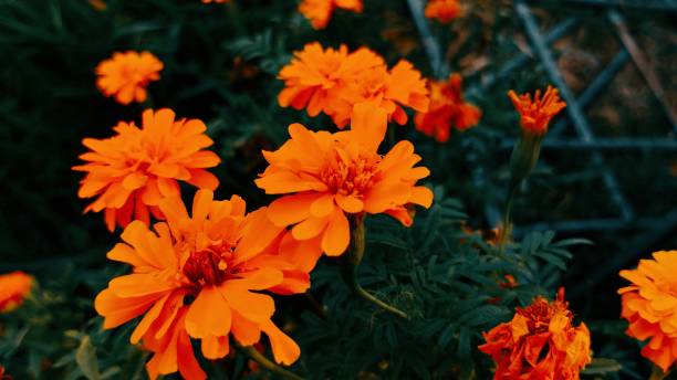 istock Bunch of garden flowers! 1415894600