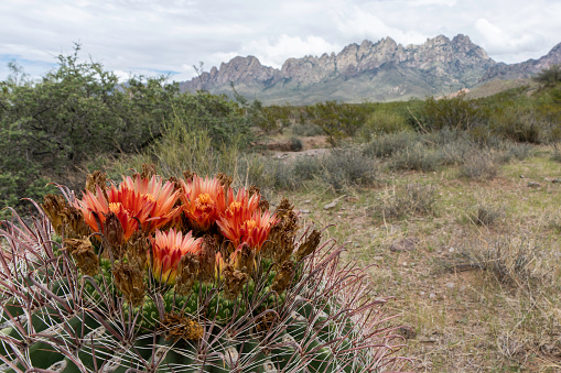 Fishhook barrel cactus in bloom, and in focus, with Organ Mountains in background