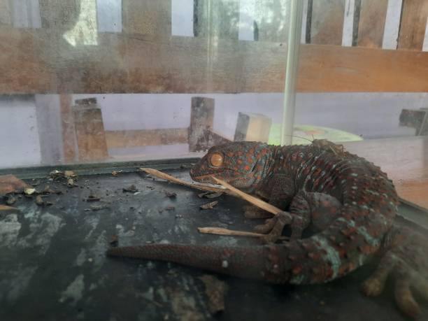 istock Brown geckos in the cage 1415897470