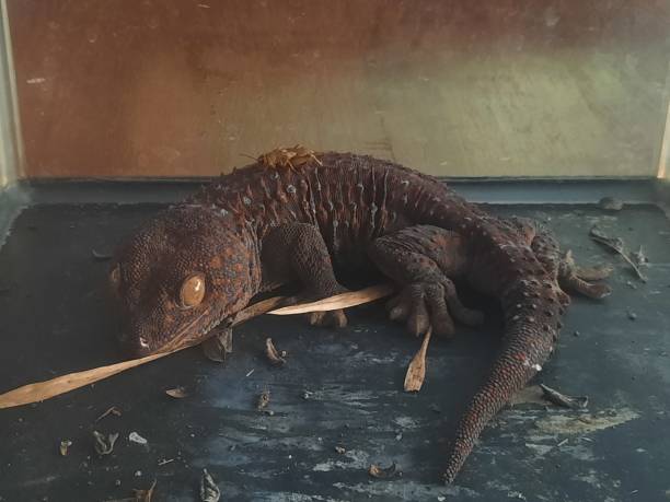 istock Brown geckos in the cage 1415897474