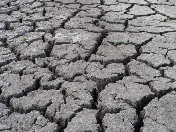 istock Deep Clefts in Parched, Dried Lake Bed with Small Sprouting Plants 1415898245