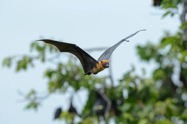 istock One of the largest bat is flying (Lyle's flying fox) 1415898281