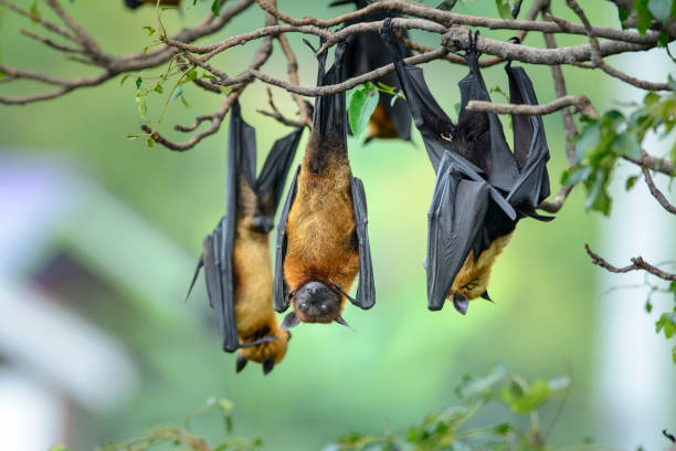 bat hanging upside down on the tree branch (lyle's flying fox) - fladdermus bildbanksfoton och bilder