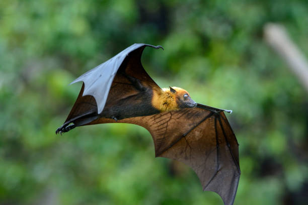 istock One of the largest bat is flying (Lyle's flying fox) 1415898294