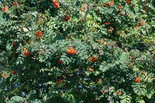 Sorbus aucuparia, rowan berries on tree selective focus