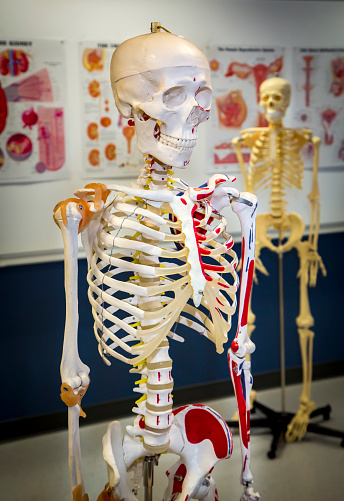 Human skeletons in a classroom with medical diagramsin the background