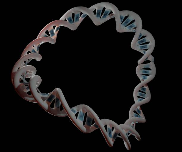 A plasmid is a small circular DNA molecule A plasmid is a small circular DNA molecule found in bacteria and some other microscopic organisms plasmids stock pictures, royalty-free photos & images