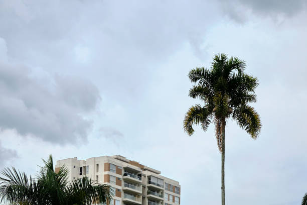 istock Palm trees against a tropical sky during the summer. 1415903632