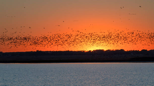 grous de sandhill no pôr-do-sol - sandhill crane - fotografias e filmes do acervo