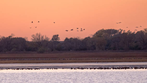 istock Birds at Quivera National Wildlife Reserve 1415904653