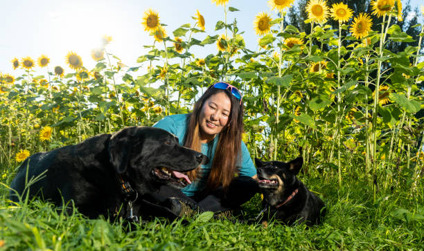 ひまわり畑で愛犬を連れた日本人女性