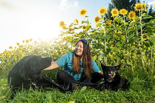 A mid age Japanese woman with her two pet dogs sitting down by a sunflower field.
