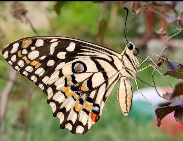 mariposa del limón - lime butterfly fotografías e imágenes de stock