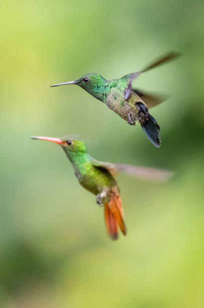 istock Steely-vented Hummingbird (saucerottia saucerrottei) and Rufous-tailed Hummigbird (amazilia tzacatl) in fly 1415910658