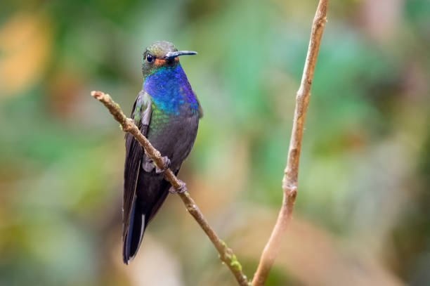 istock White-tailed Hillstar (urochroa bougueri). Blue-throated Hummingbird on a branch 1415910664