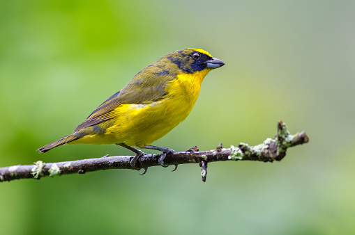 Thick-billed Euphonia (euphonia laniirostris). Small bird moulting juvenile plumage on a moldy branch