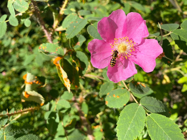 istock Bee on an Alaskan Wild Rose 1415911469