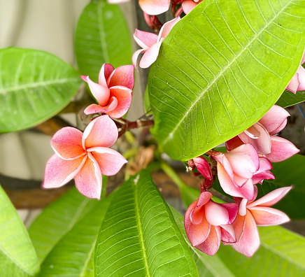 A pink plumeria is a welcoming sight as its flowers bloom in Spring.