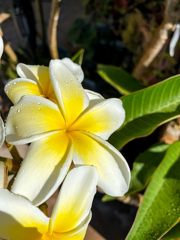 Multiple white Plumeria blooms on tree