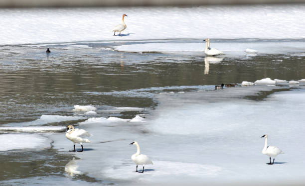 istock Snow Geese in Interior Alaska 1415911493