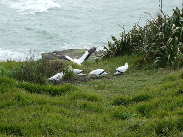 istock Gannets at Muriwai, Auckland 1415917805