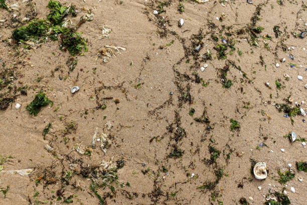 istock shells and seaweed on wet beach sands 1415917928
