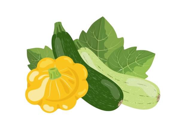 ilustrações de stock, clip art, desenhos animados e ícones de zucchini, squash and vegetable marrow, vector illustration isolated on white background - zucchini squash marrow squash vegetable