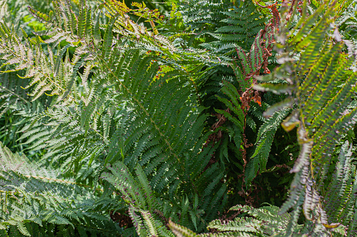 Go green. Green fern tree growing in summer. Fern with green leaves on natural background.
