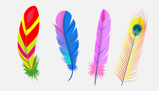 ilustrações, clipart, desenhos animados e ícones de pluma 3 - feather peacock ornate vector