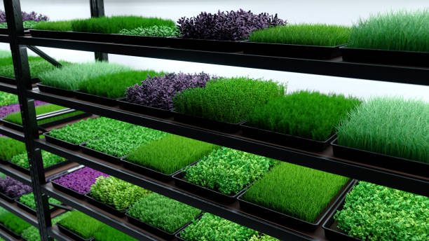 indoor vertical farm. spice and seasoning. parsley, dill, basil, onion, rosemary, mint, thyme. hydroponic microgreens plant factory. led lights. 3d illustration. - parsley cilantro leaf leaf vegetable imagens e fotografias de stock