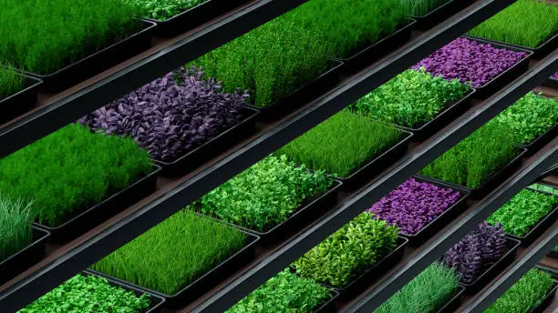 Photo of Indoor vertical farm. Spice and seasoning. Parsley, dill, basil, onion, rosemary, mint, thyme. Hydroponic microgreens plant factory. Led lights. 3d illustration.