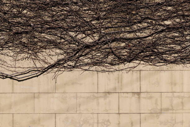 Creeping plant on the white wall background with copy space.