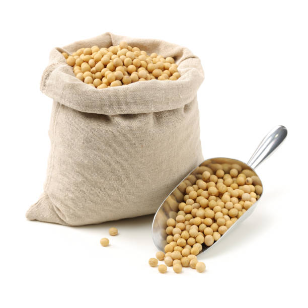 soy beans stock photo