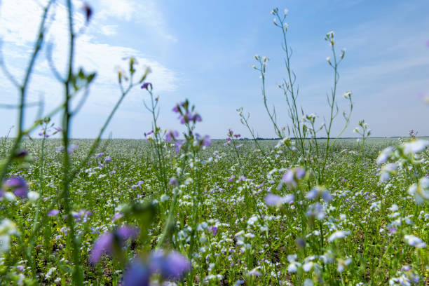 istock Agricultural field with white flowers for honey 1415922453