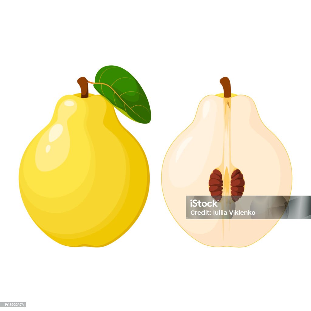 Quince Vector Quince Stock Illustration - Download Image Now - Cartoon, Clip Art, Cut ...