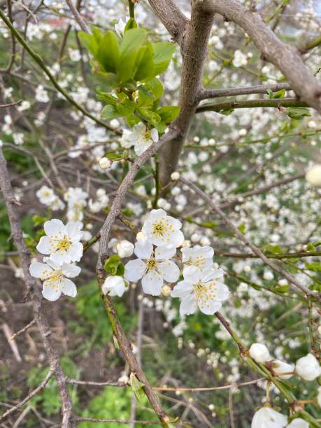 istock Prunus speciosa white flowers blooming in spring 1415923257