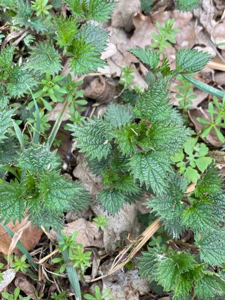 istock nettle ordinary young green leaves 1415923278