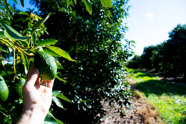 plantation d’avocats biologiques - avocado australia crop farm photos et images de collection