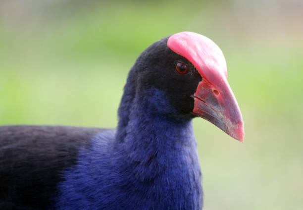 istock Australasian swamphen bird with a green grass background 1415924212